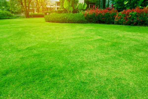 Cost of Grass Maintenance in Anacortes