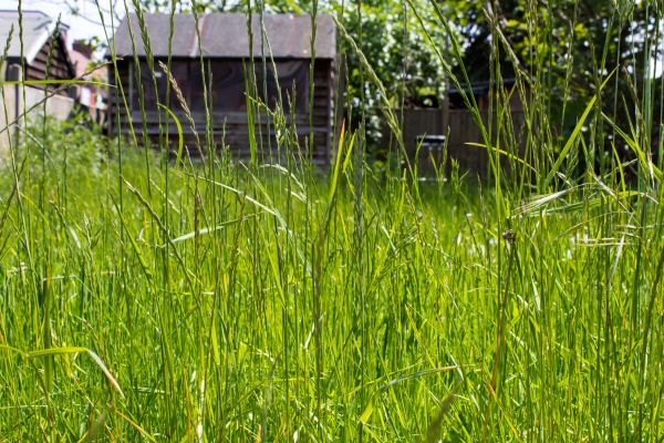 Cost of Overgrown Lawn Trimming in Anacortes