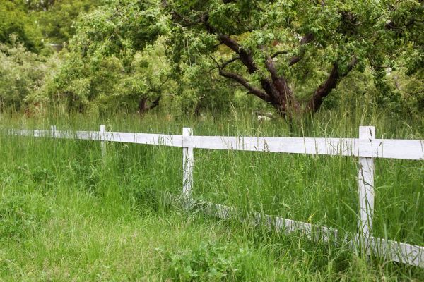 Cost of Fence Line Trimming in Anacortes